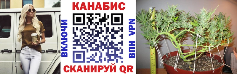 Конопля планчик  Старая Русса 